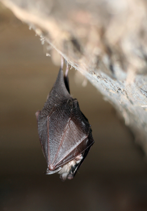 Torpid Bat in the Cellar of an Abandonded House
